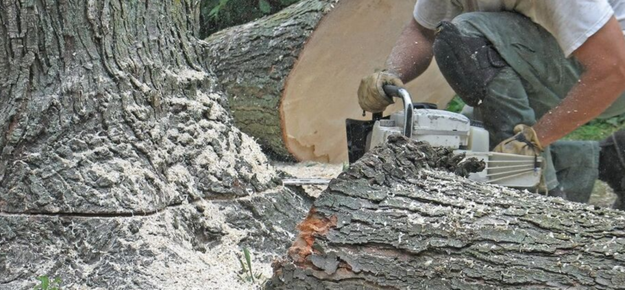 Sick tree cut by a arborist from Overland Park Tree Pros,KS