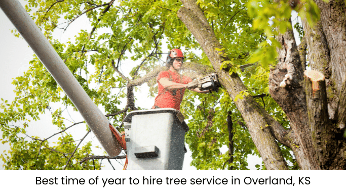 What is the best time to hire tree services