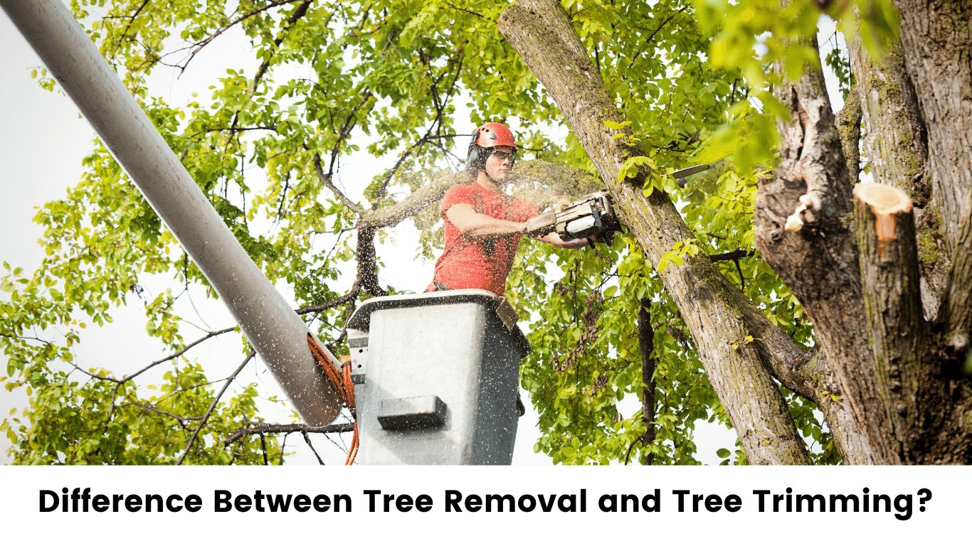 Difference Between Tree Removal and Tree Trimming