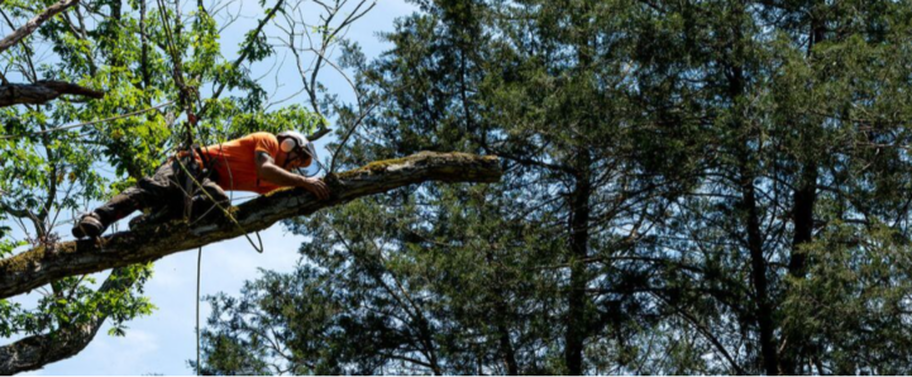 Tree pruning by arborist from Overland Park Tree Pros in Olverland,KS