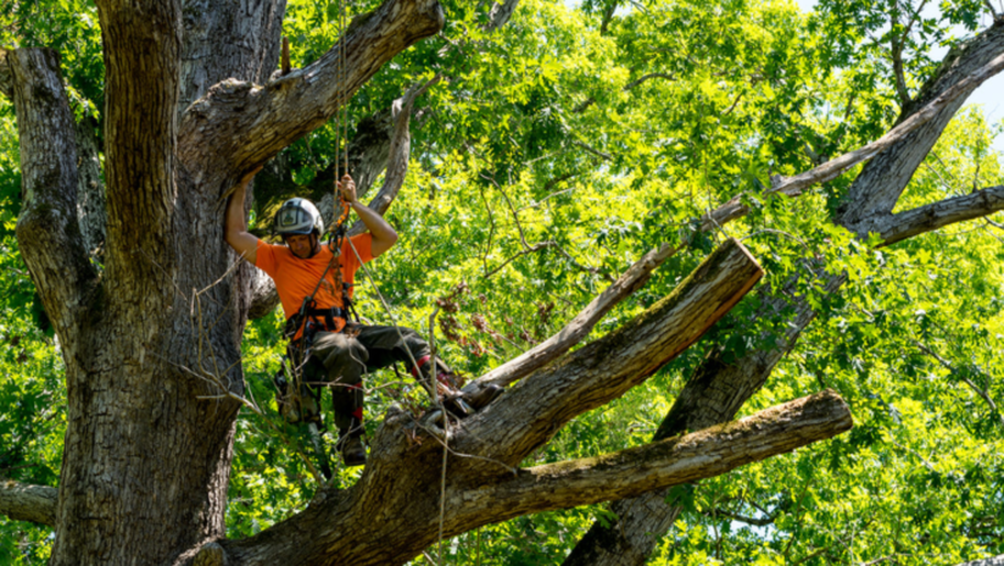 Tree pruning at heights by arborist from Overland Park Tree Pros in Overland Park,KS