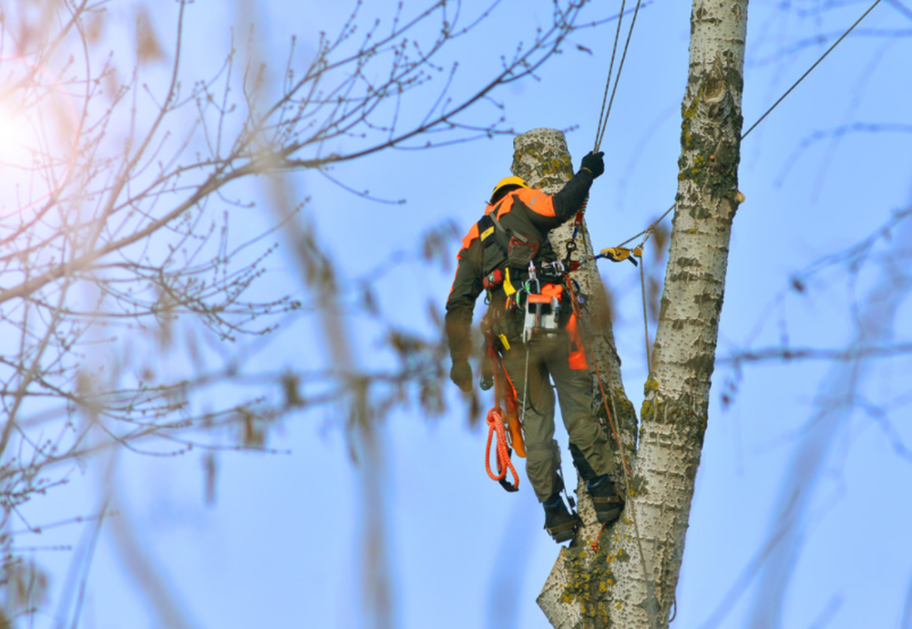 Tree climber from Overland Park Tree Pros cutting a tree in Overland Park,KS