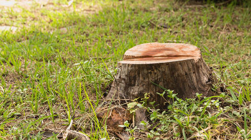 tree stump removal Overland Park KS