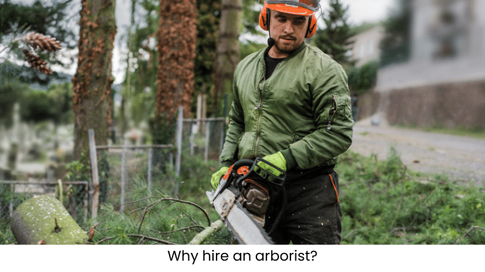 Why hire an arborist